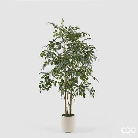 EDG Vogue Artificial Ficus Benjamina in Pot