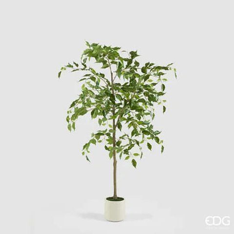 EDG Artificial Ficus Benjamina in Pot